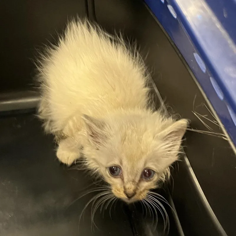 A baby small-sized male Cream / Ivory Domestic Short Hair cat named Eleven for adoption in Greensboro, NC