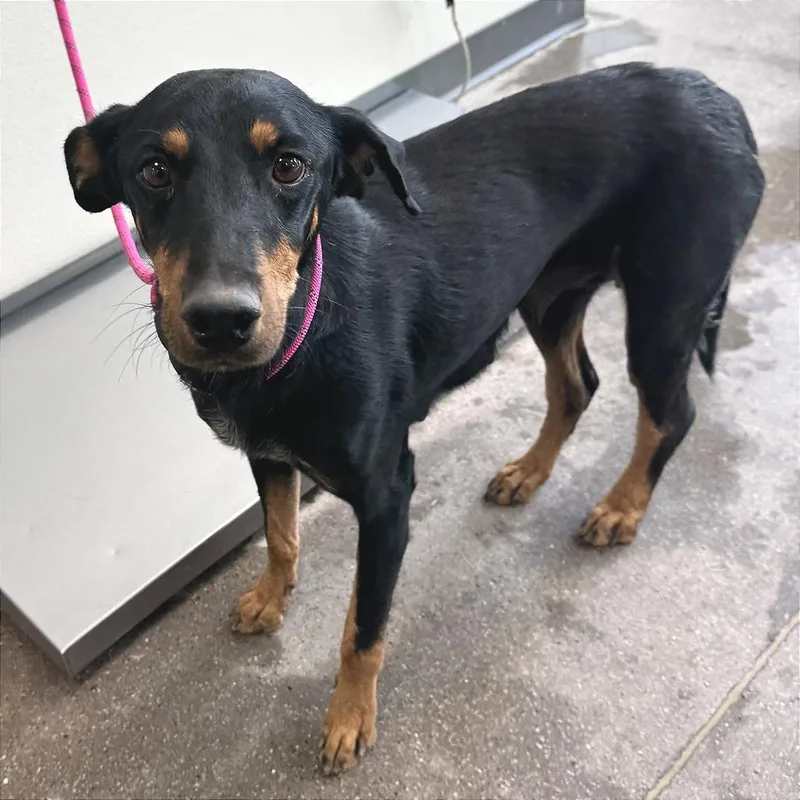An adult medium-sized female Black Mixed Breed dog named Elphie for adoption in Las Cruces, NM