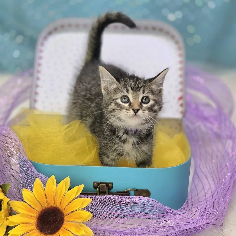 A baby small-sized female Brown / Chocolate Domestic Short Hair cat named Eloise Bridgertonc for adoption in East Saint Louis, IL