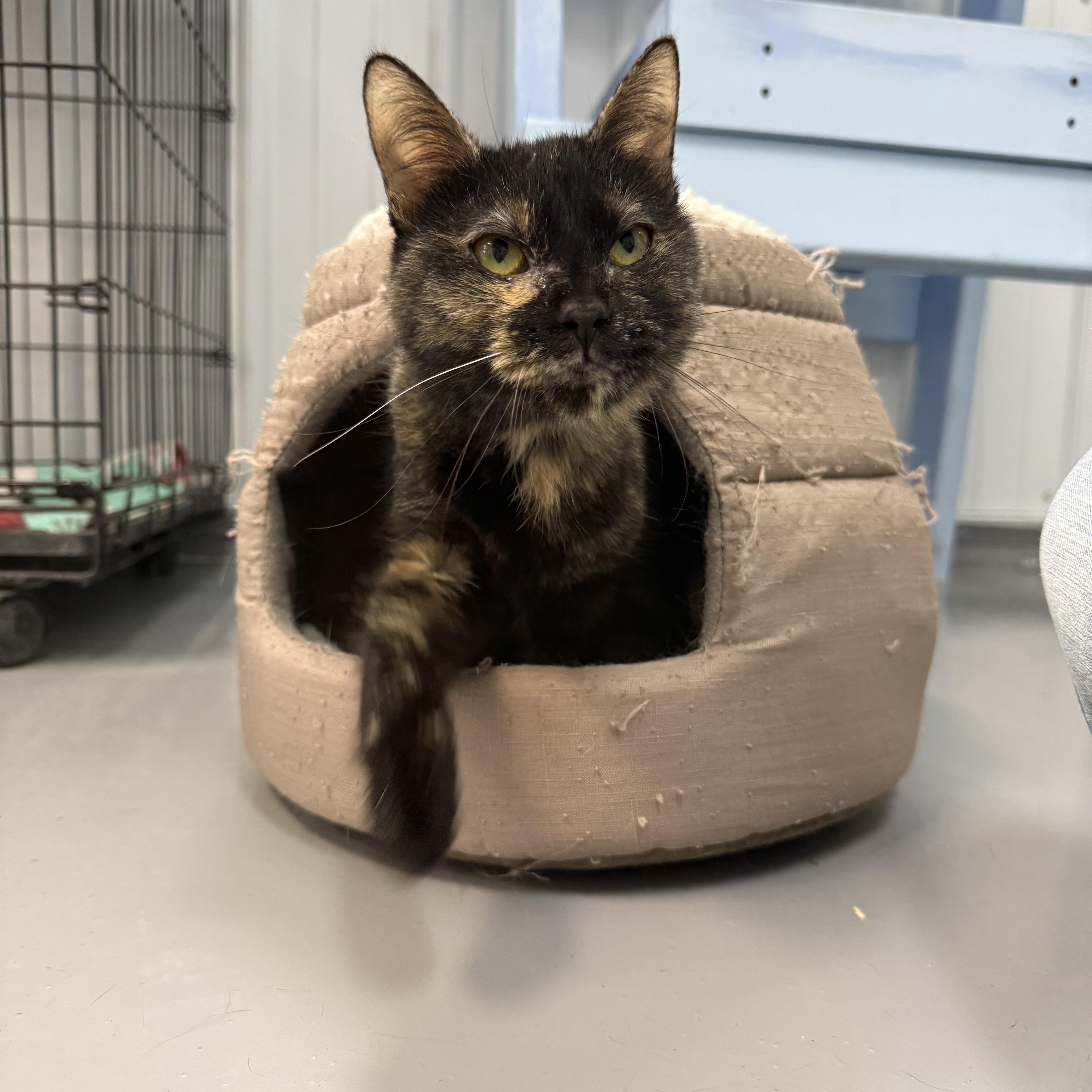 An adult medium-sized female Tortoiseshell cat named Gracie for adoption in Big Rapids, MI