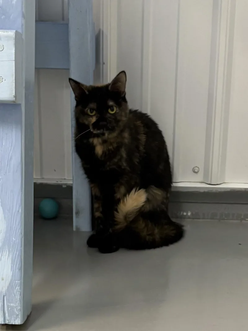 Gracie thumbnail 4
