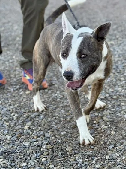 An adult large-sized male Pit Bull Terrier dog named Ford for adoption in El Paso, TX