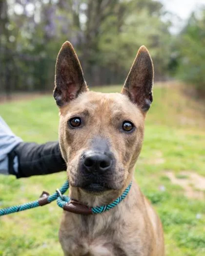 An adult large-sized female Mixed Breed dog named Andrielle for adoption in Chamblee, GA