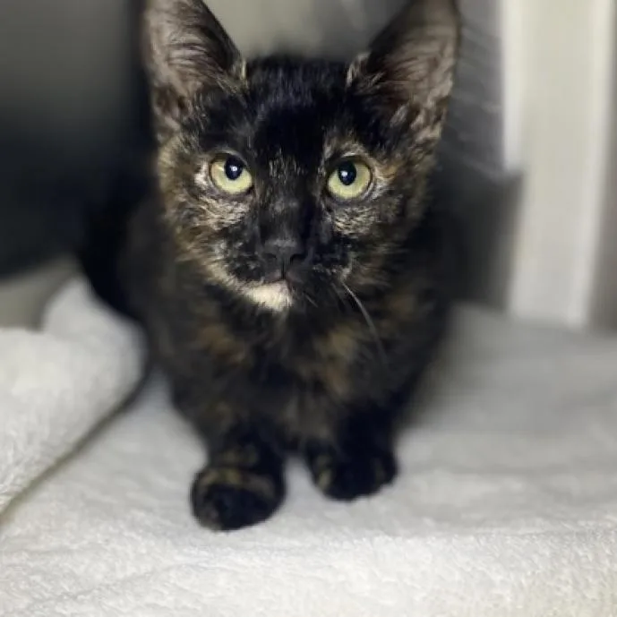 An adult medium-sized female Black Domestic Short Hair cat named Manon for adoption in Palm Springs, CA
