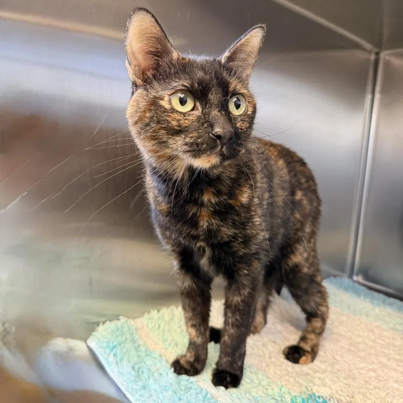 Manon thumbnail 3