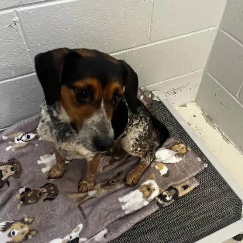 An adult medium-sized female Beagle dog named Bella for adoption in Delaware, OH