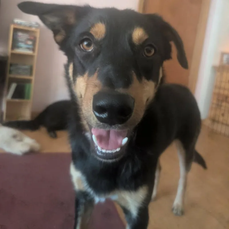 A young medium-sized male Black Shepherd dog named Rex for adoption in Centralia, WA