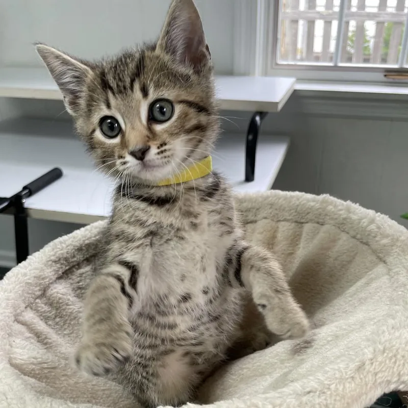 A baby medium-sized male Tabby (Brown / Chocolate) Domestic Short Hair cat named Corny for adoption in Columbus, OH