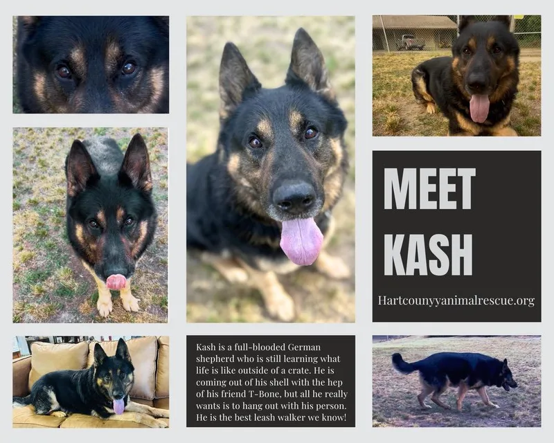 An adult large-sized male Bicolor German Shepherd Dog dog named Kash for adoption in Hartwell, GA