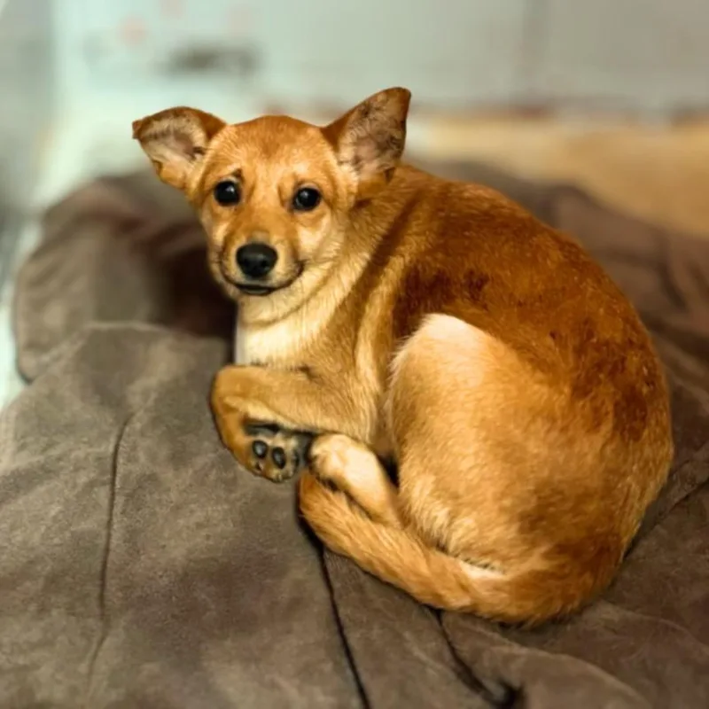 A young medium-sized female Chihuahua dog named Cali for adoption in Houston, TX