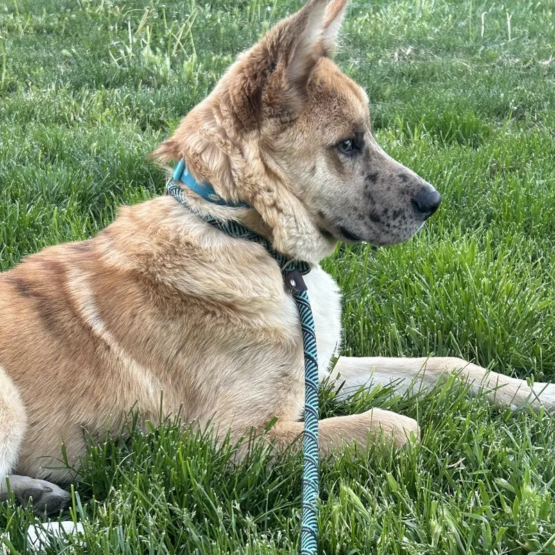 A young medium-sized male Yellow / Tan / Blond / Fawn Mixed Breed dog named Freckles for adoption in Nampa, ID