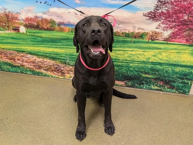 An adult large-sized female Labrador Retriever dog named A for adoption in Moreno Valley, CA