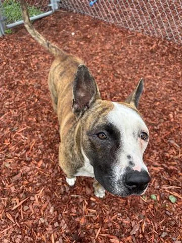 An adult medium-sized male Pit Bull Terrier dog named Oyster for adoption in Panama City, FL