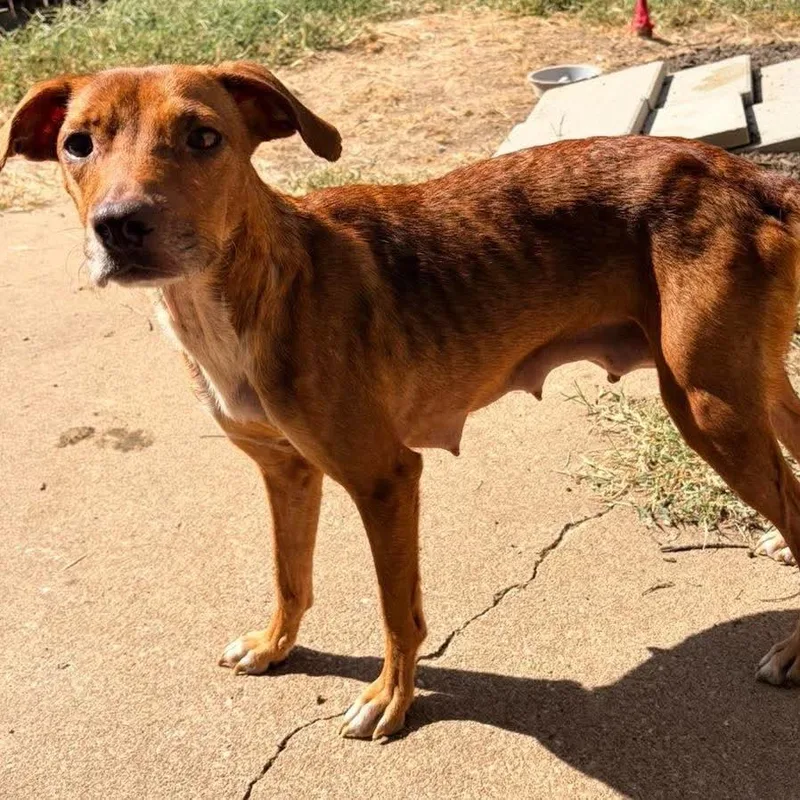 A young small-sized female Brown / Chocolate Mixed Breed dog named Loretta for adoption in Olathe, KS
