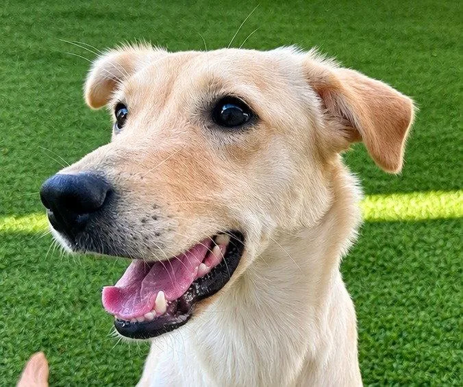 An adult medium-sized female Labrador Retriever dog named Andrea for adoption in Bloomfield, CT