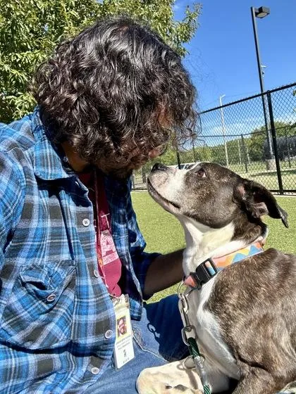 An adult medium-sized female Brown / Chocolate Mixed Breed dog named Carmen for adoption in Wichita, KS