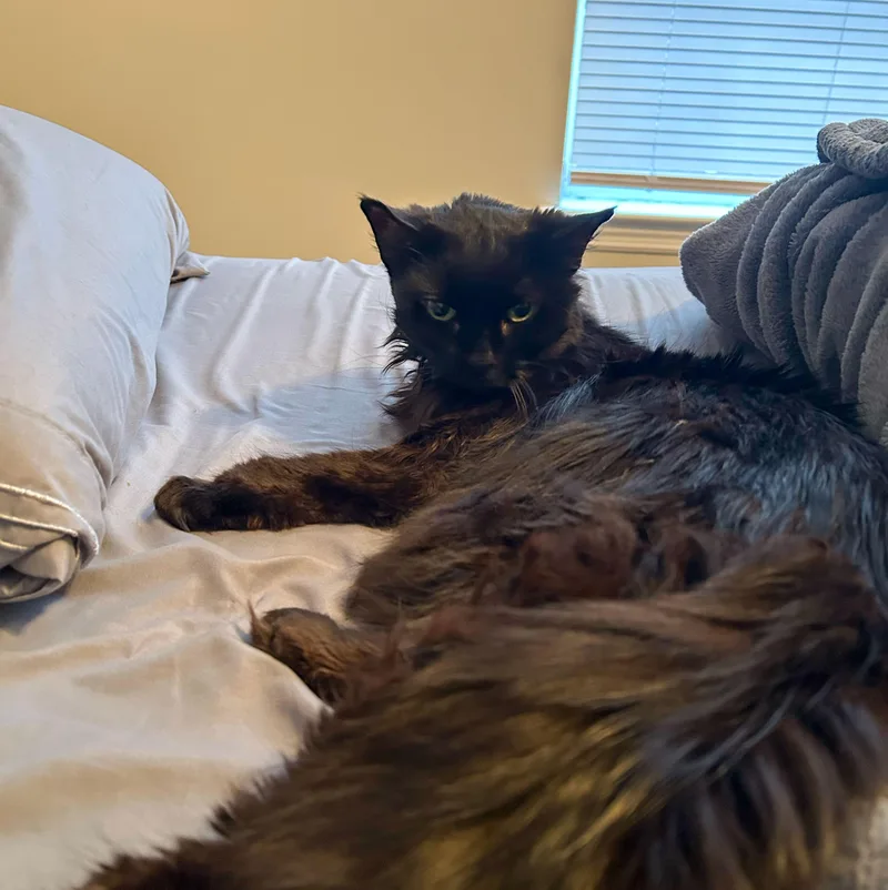An adult medium-sized female Domestic Medium Hair cat named Spanky for adoption in Columbia, SC