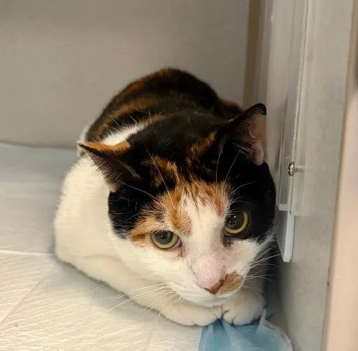 An adult medium-sized female Calico Domestic Short Hair cat named Chica Dora for adoption in Winter Haven, FL
