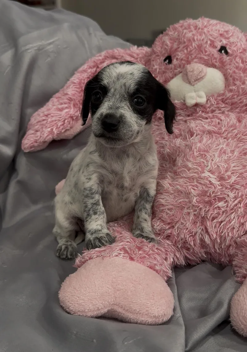 Twilight thumbnail 2