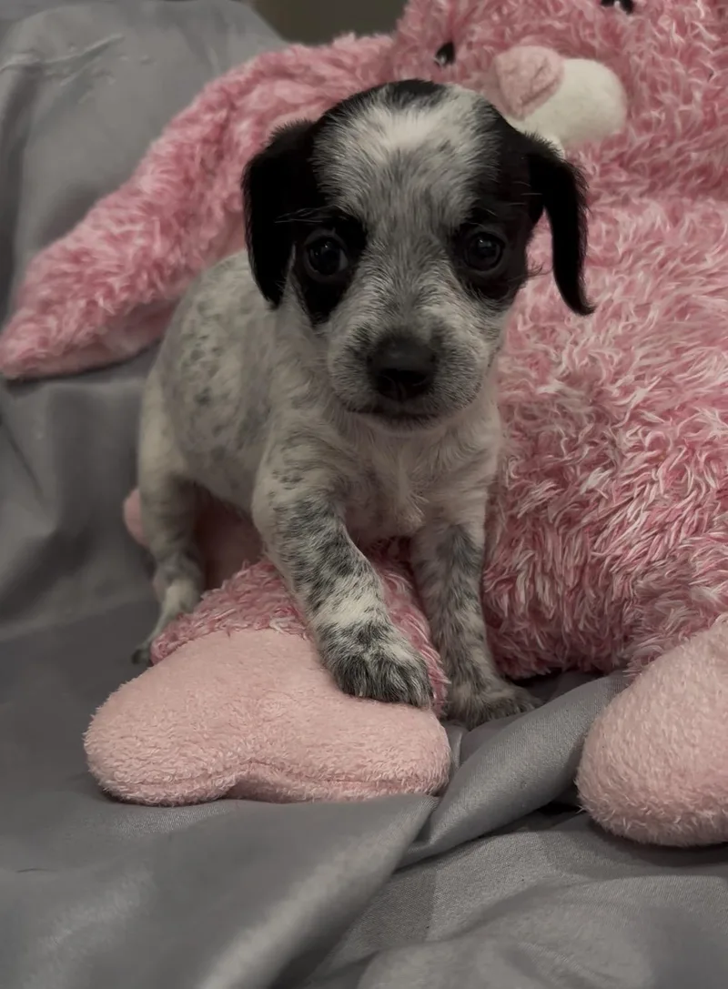 Twilight thumbnail 3