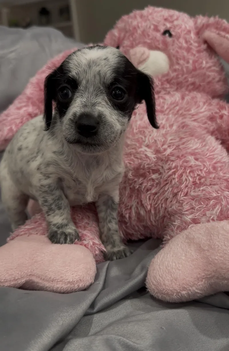 Twilight thumbnail 4