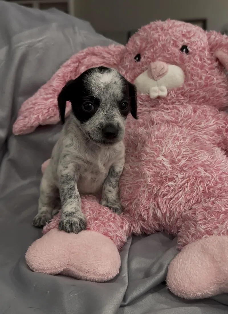 Twilight thumbnail 5