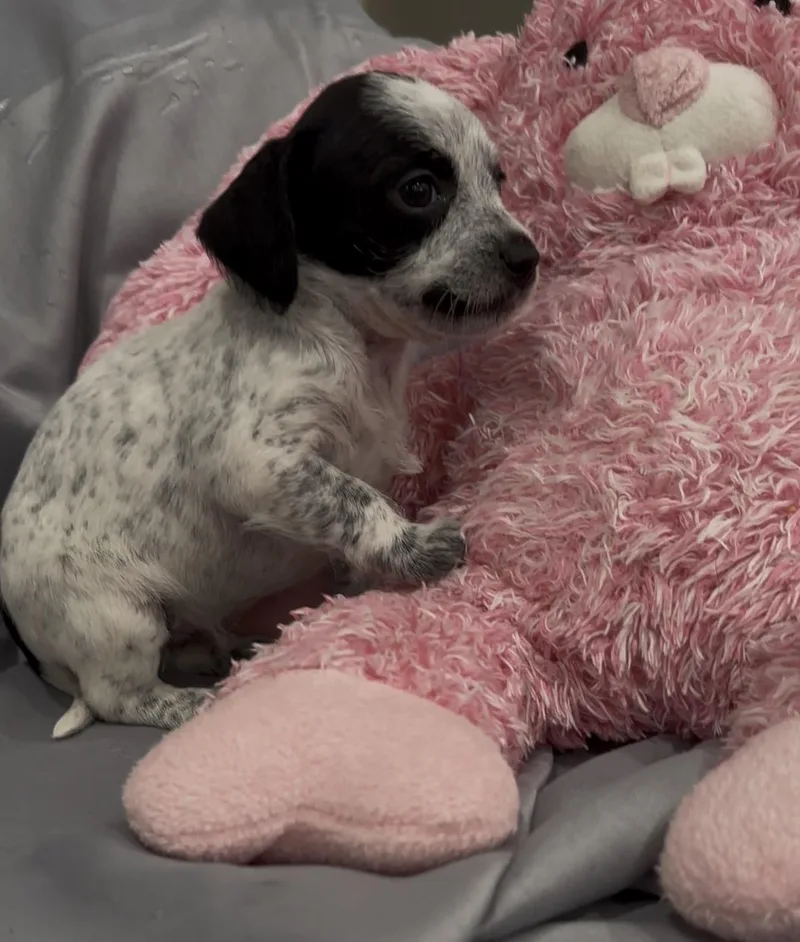 Twilight thumbnail 6