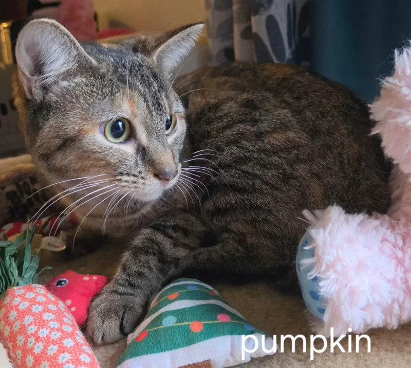 Pumpkin thumbnail 2