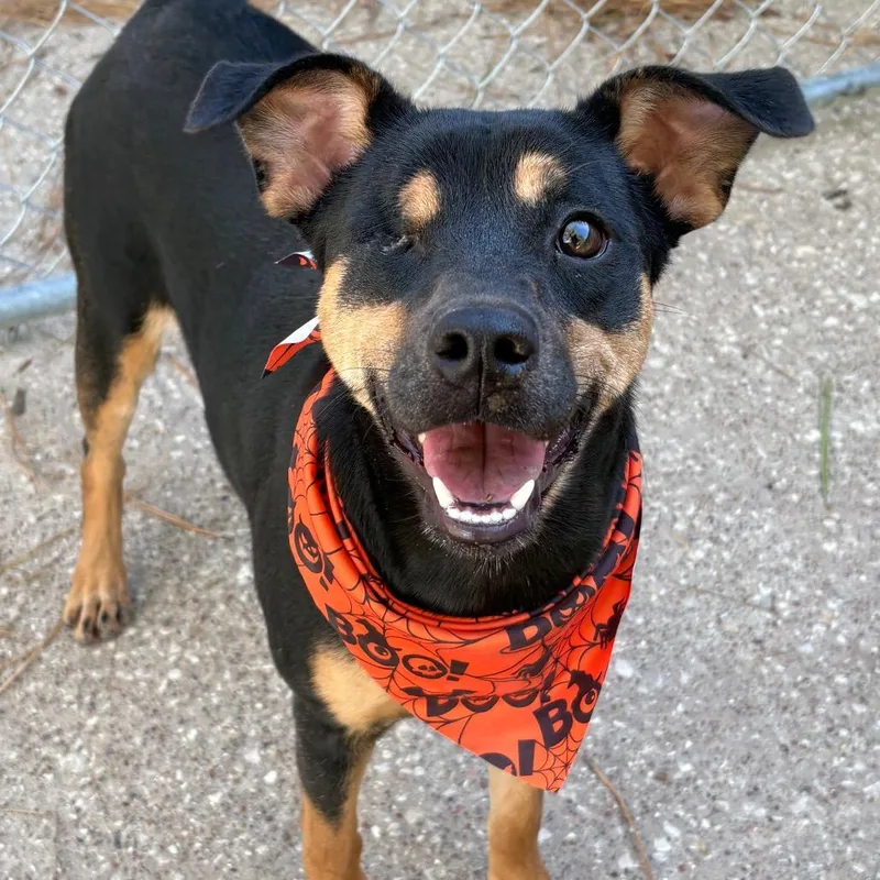 A young medium-sized female Rottweiler dog named Piper for adoption in Lufkin, TX