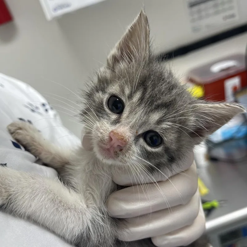 A baby small-sized male Gray / Blue / Silver Domestic Short Hair cat named Nelson for adoption in Long Beach, CA