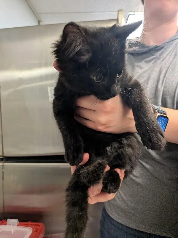 A young medium-sized male Black Domestic Long Hair cat named Printer for adoption in Cincinnati, OH