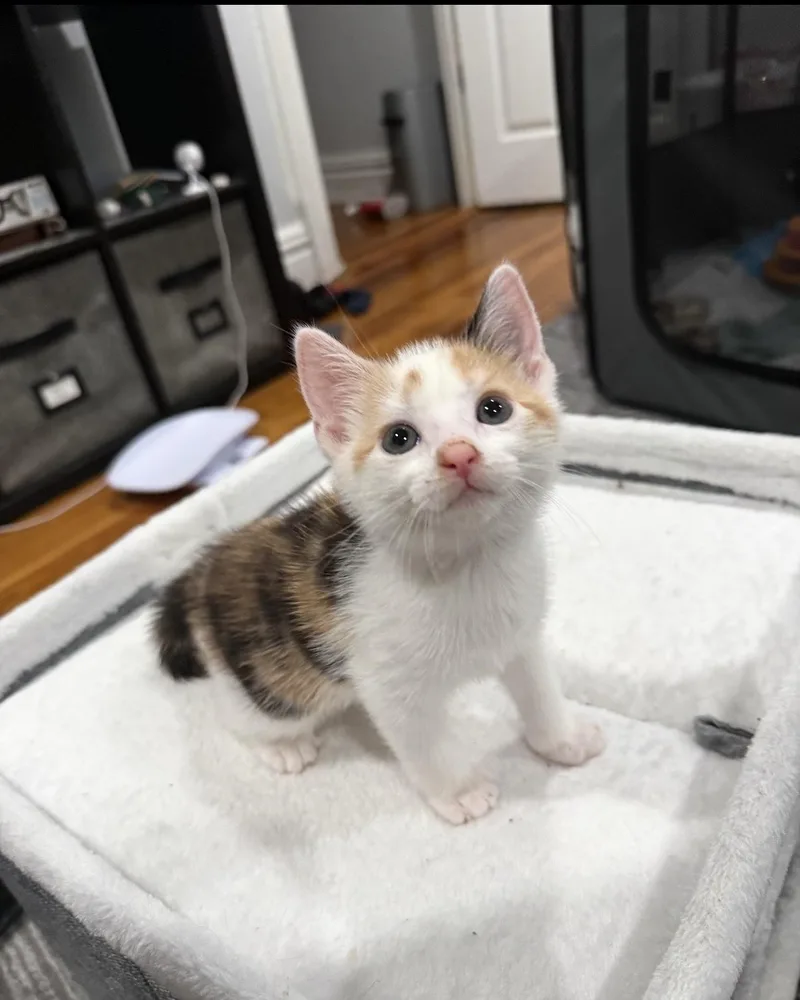A baby medium-sized female Calico Domestic Short Hair cat named Stormy for adoption in Jersey City, NJ