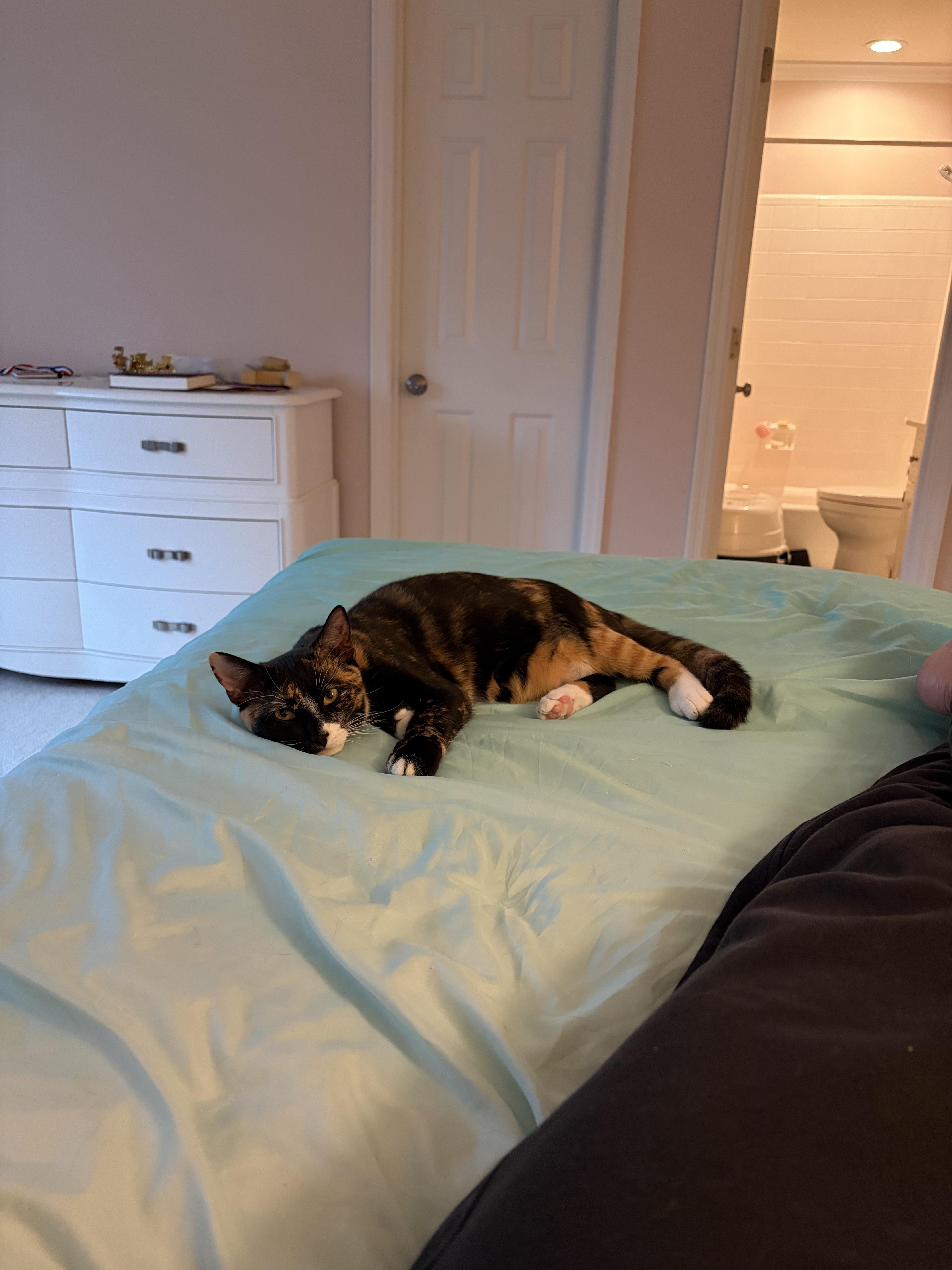 A young medium-sized female Domestic Short Hair cat named Tulip for adoption in Marietta, GA