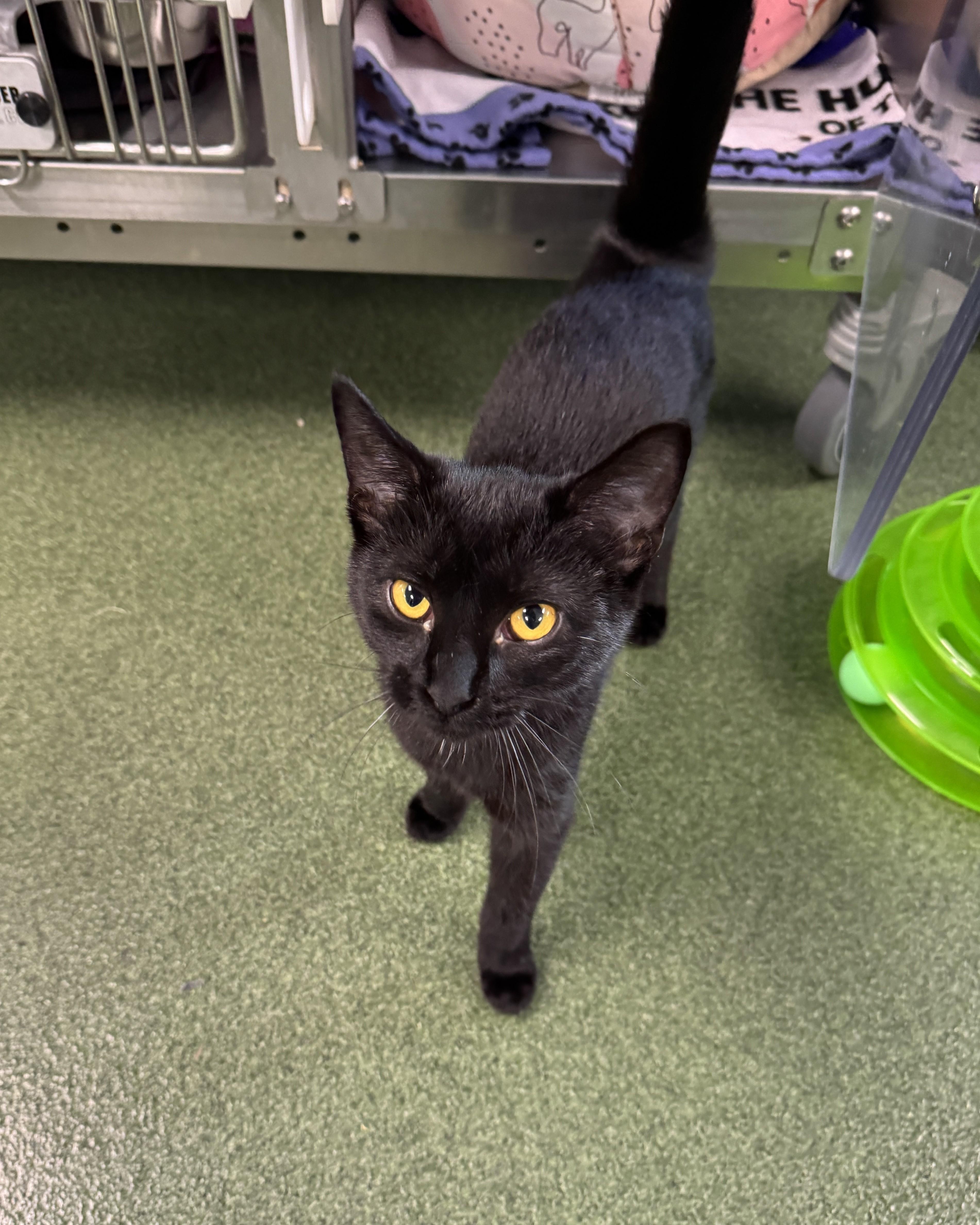 A young medium-sized female Black Domestic Short Hair cat named Letoya for adoption in Seneca, PA
