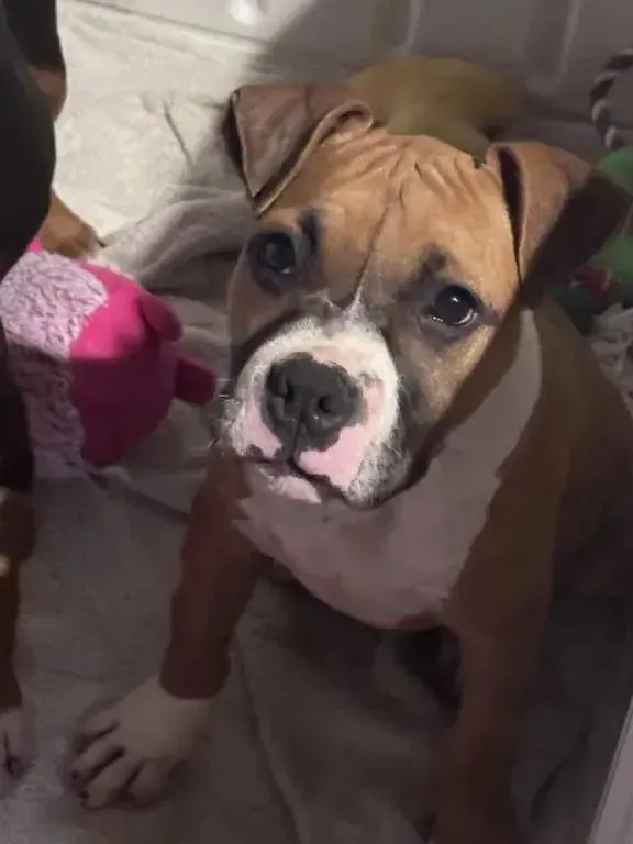 A baby medium-sized male Mixed Breed dog named Cooper for adoption in Grand Rapids, MI