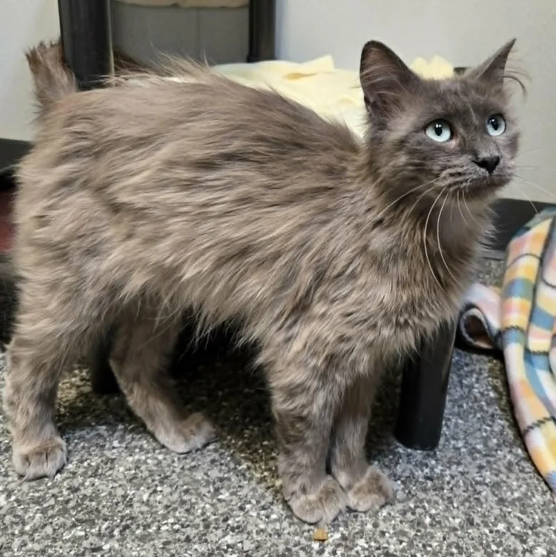 A young medium-sized male Gray / Blue / Silver Domestic Medium Hair cat named Ashworth for adoption in Watertown, WI
