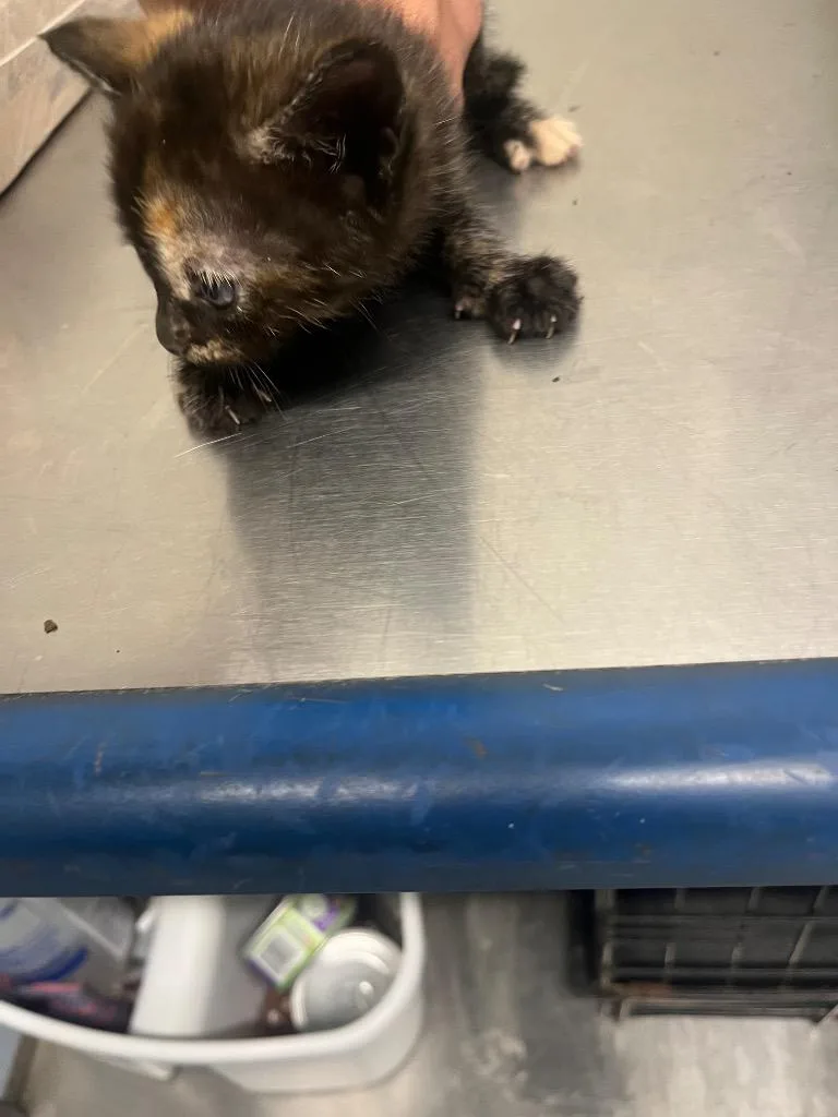 A baby small-sized female Domestic Short Hair cat named Vanilla for adoption in Cartersville , GA