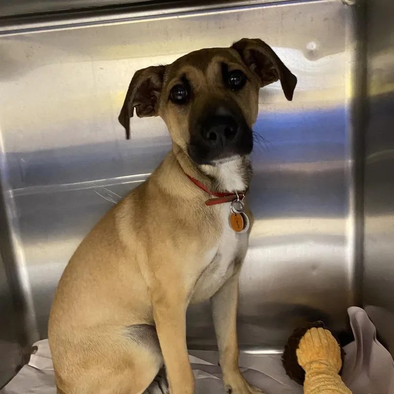 A baby small-sized female Mixed Breed dog named LA Layla for adoption in Port Washington, NY