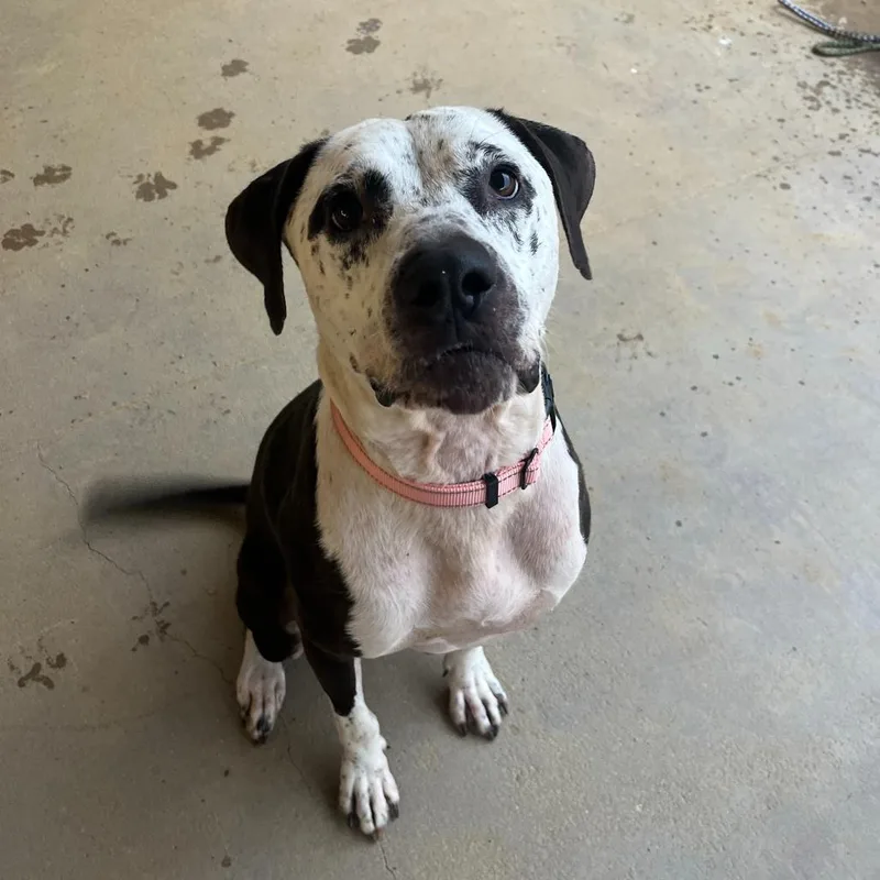 An adult large-sized male Black Mixed Breed dog named Cookiebutter for adoption in Bentonville, AR