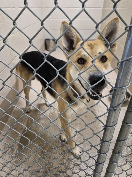 A young medium-sized male Shepherd dog named Vc Cody for adoption in Lawrenceville, GA