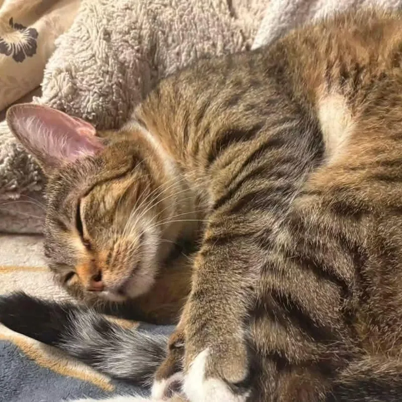 A young medium-sized female Tabby cat named Honey for adoption in East Peoria, IL