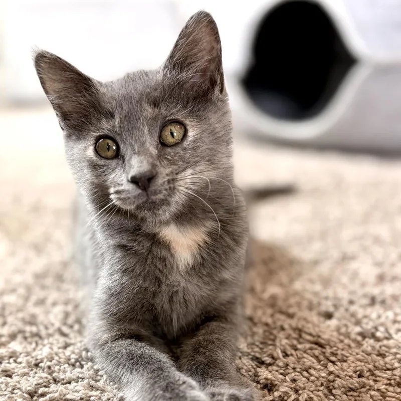 Nyx