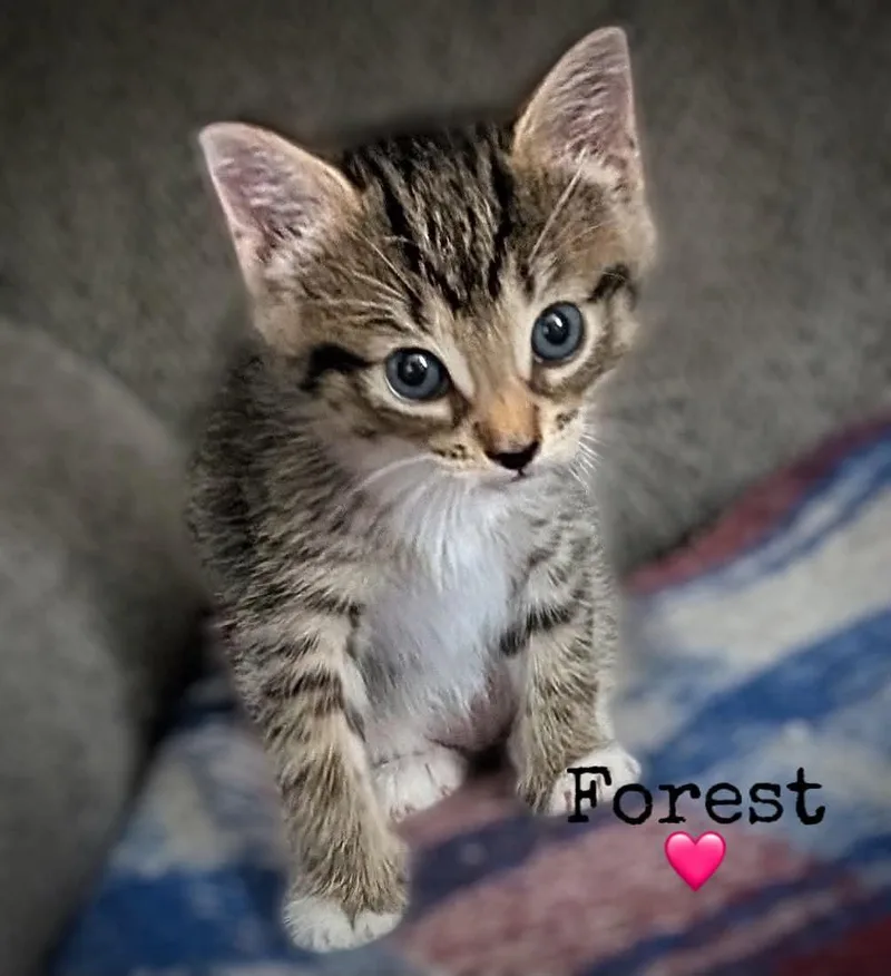 A baby medium-sized female Domestic Short Hair cat named Forest for adoption in Dansville, NY
