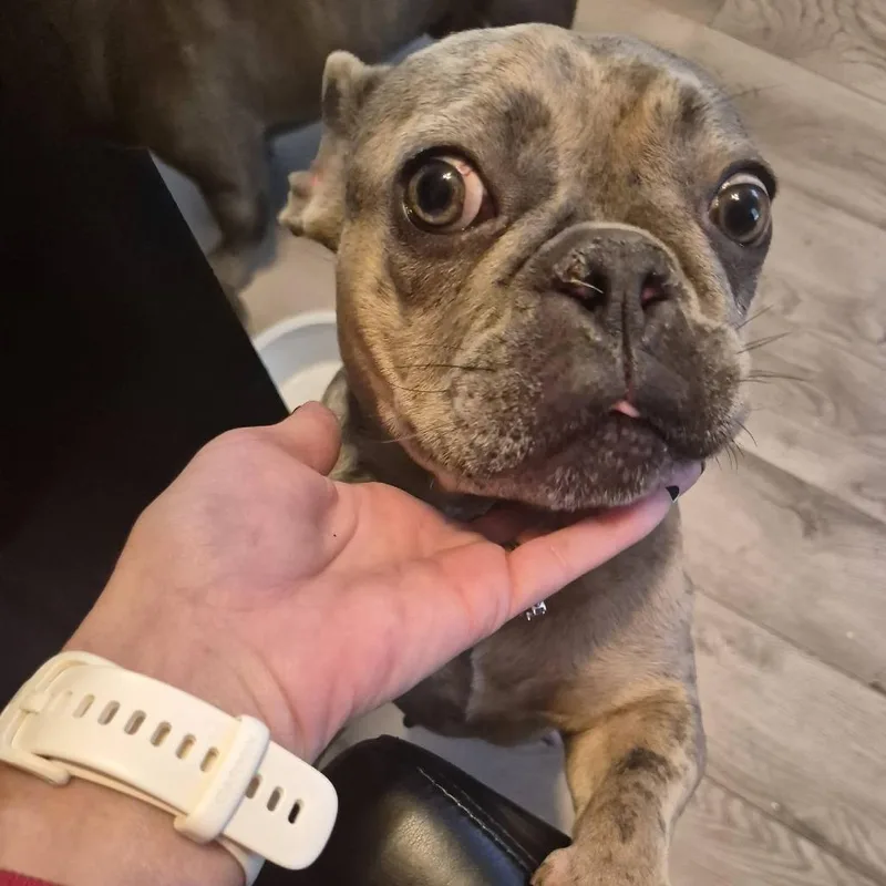 An adult small-sized female Gray / Blue / Silver French Bulldog dog named Xena for adoption in Huber Heights, OH
