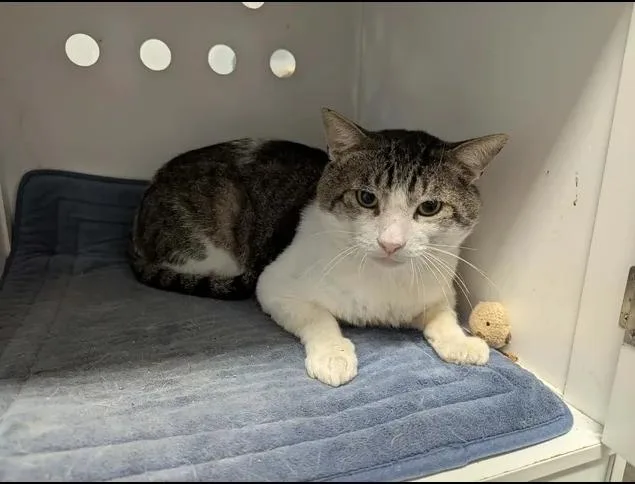 An adult extra large-sized male Domestic Short Hair cat named Bigs for adoption in Brunswick, GA