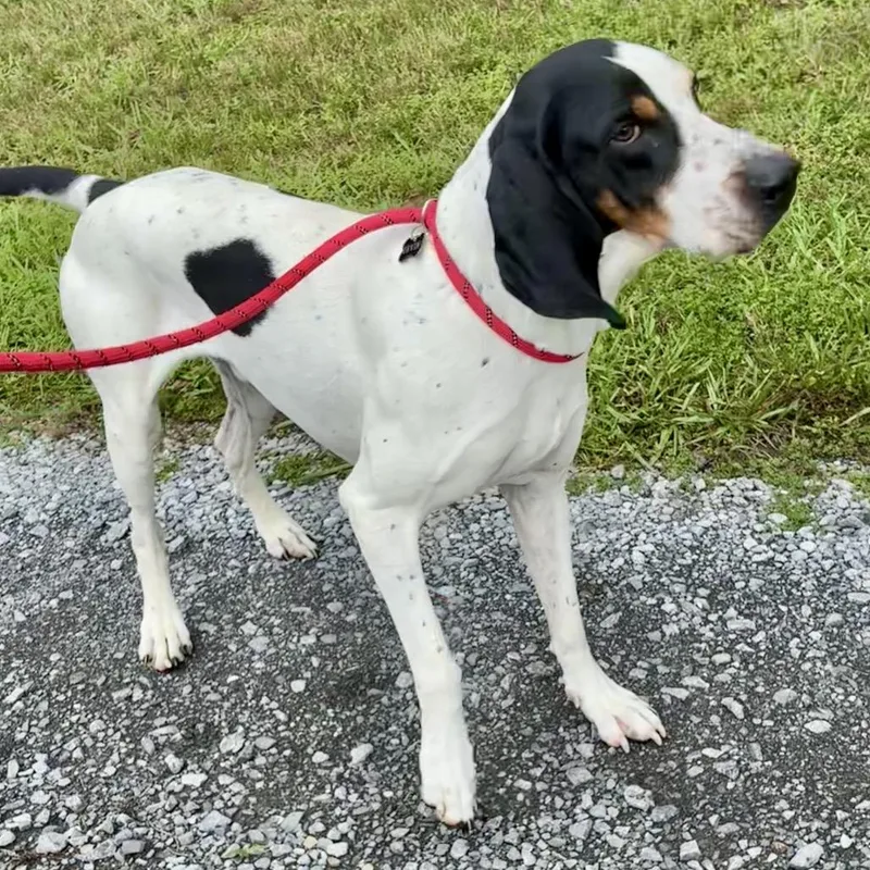 An adult large-sized male White / Cream Bluetick Coonhound dog named Sapp for adoption in Chattanooga, TN