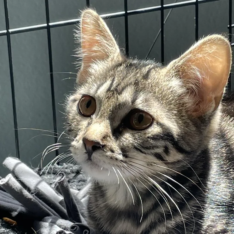 A baby small-sized male Brown / Chocolate Domestic Short Hair cat named Dash for adoption in Las Vegas, NV