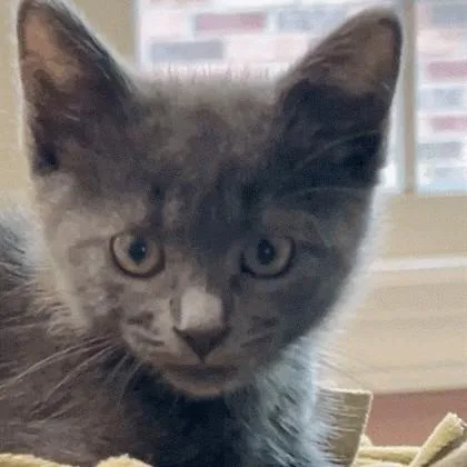 A baby small-sized female Domestic Short Hair cat named Ethel for adoption in Wheaton, IL