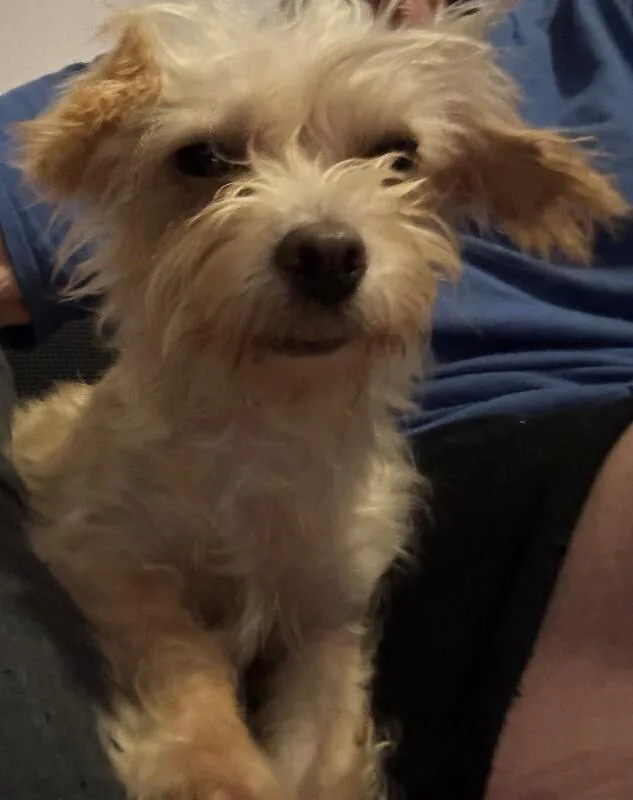 A young small-sized female Terrier dog named Nilla for adoption in Windsor, CO