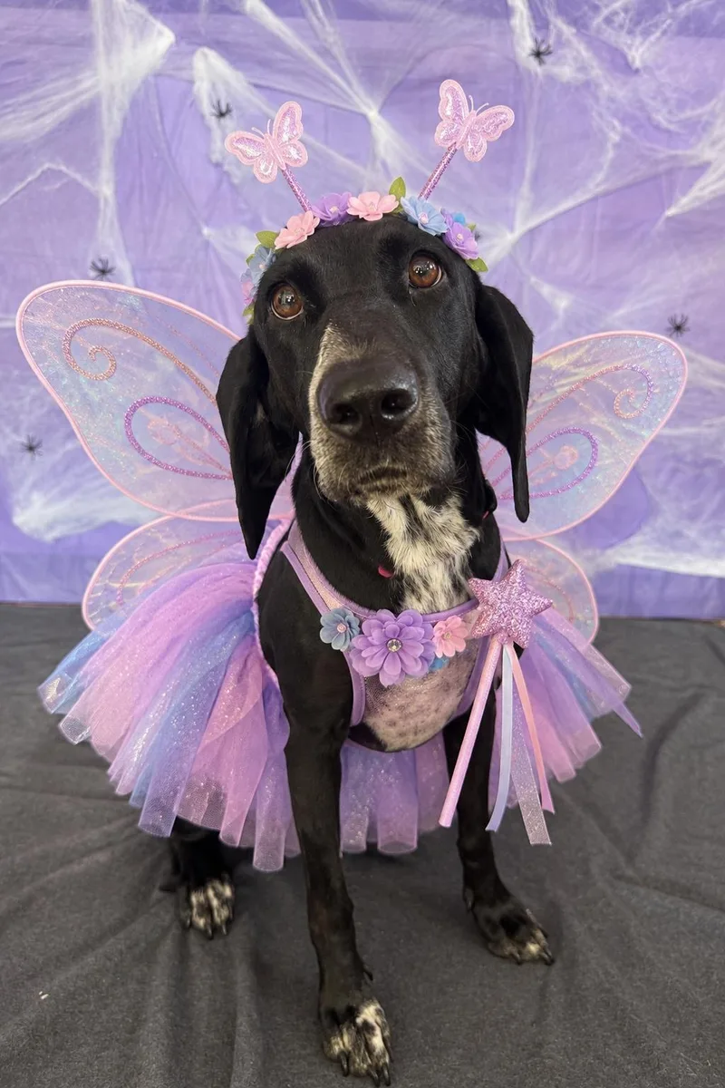A young large-sized female Black Mixed Breed dog named Zoey for adoption in Chickasha, OK